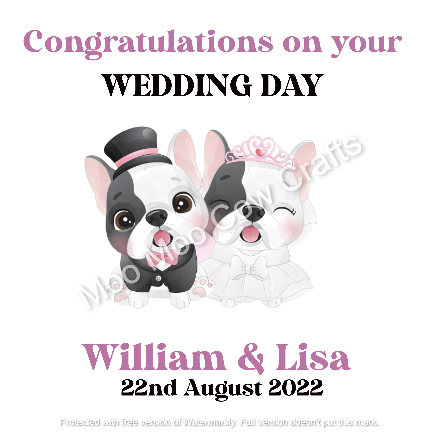 boxer dogs on white background